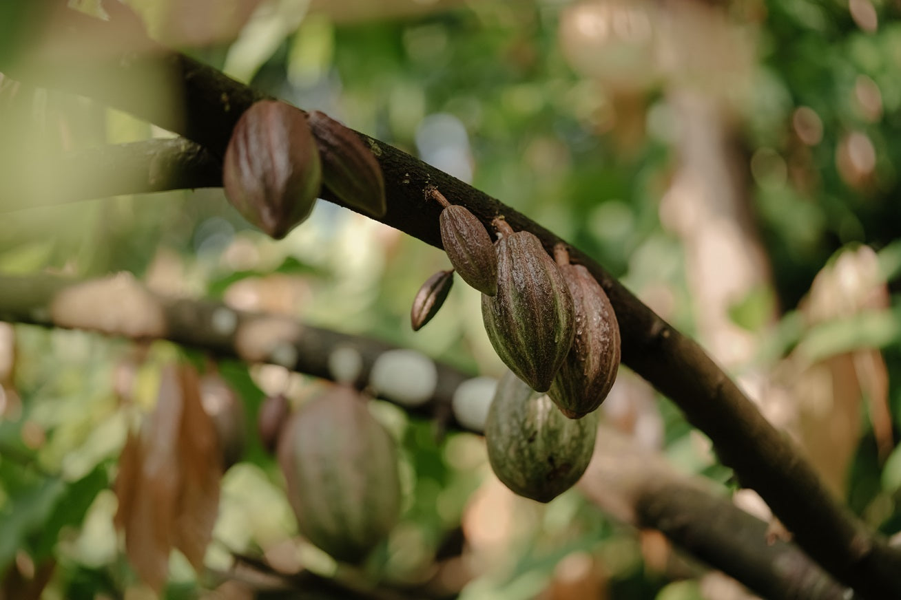 Young cocoa pods growing on the tree trunk in Kerala