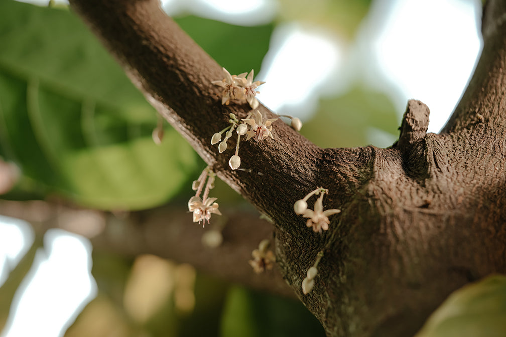 Harvesting and opening ripe cocoa pods by hand