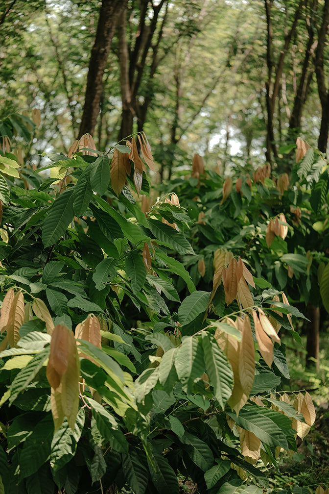 Young cocoa pods growing in the Western Ghats