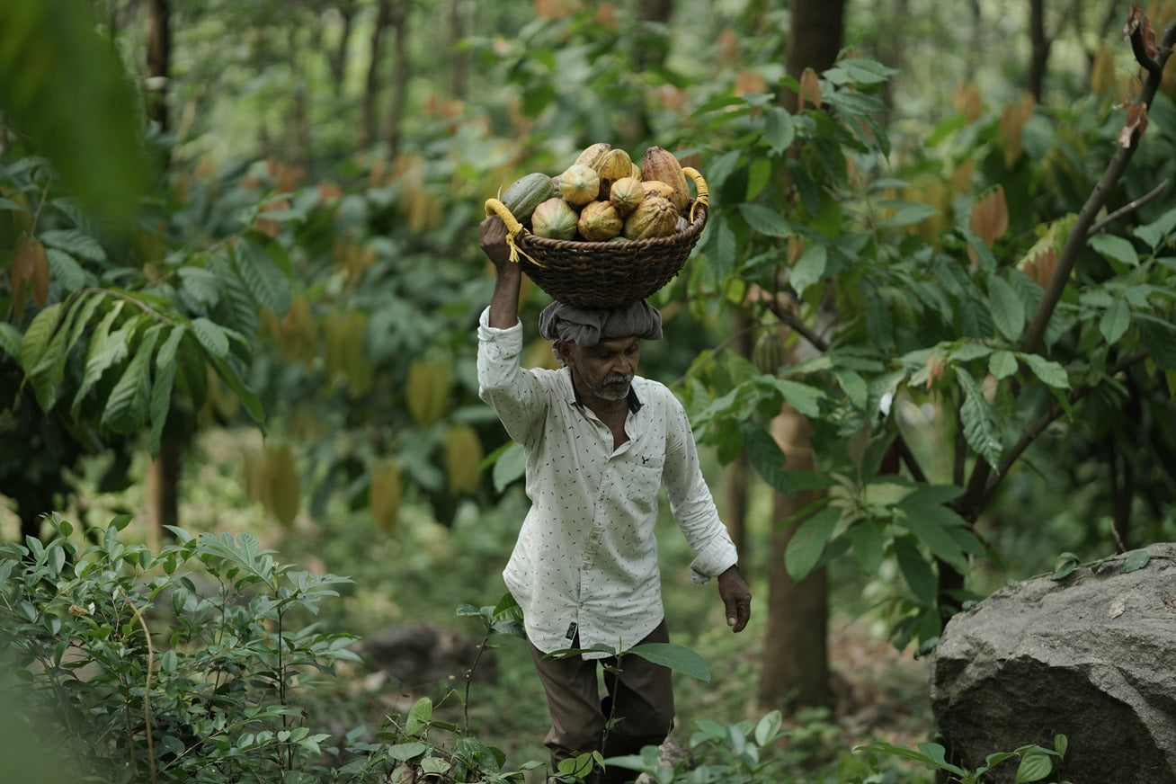 Harvested cocoa pods stack