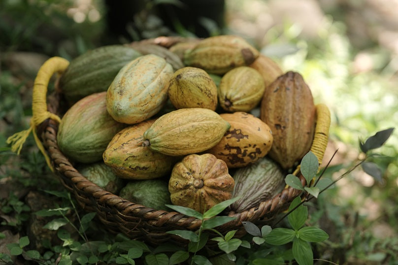 Cocoa flowers blooming on the tree trunk
