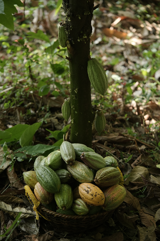 Cocoa pods on the farm in the Western Ghats, Kerala