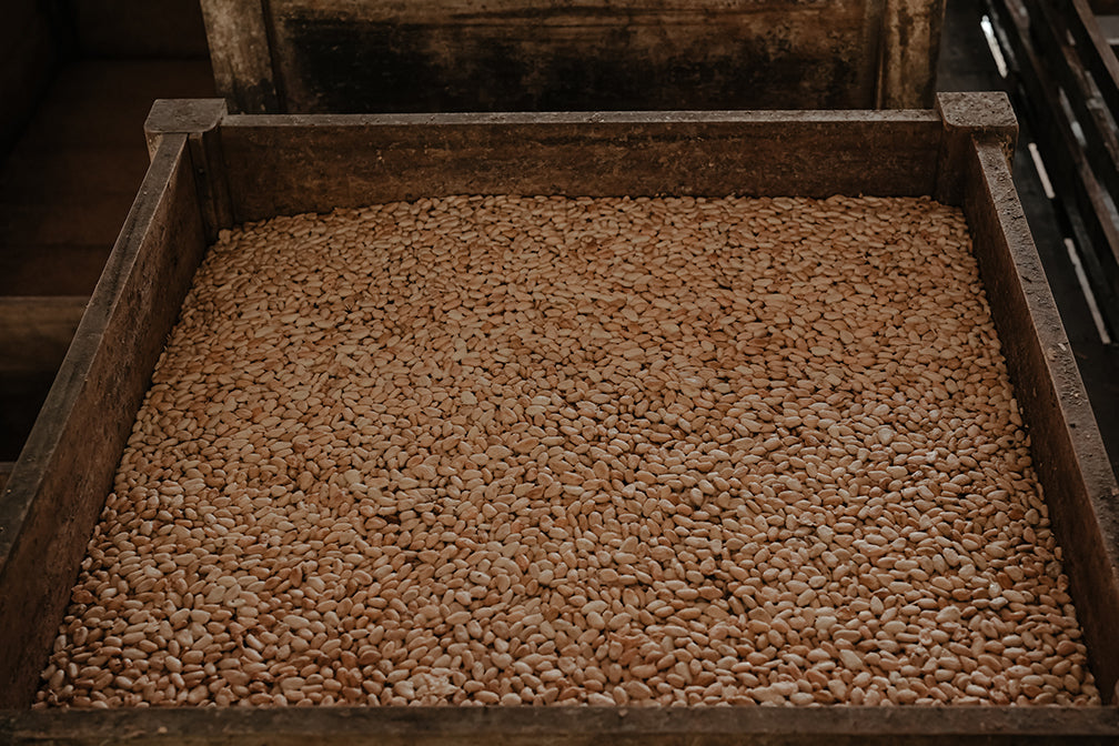 Estate-grown cocoa pods and beans