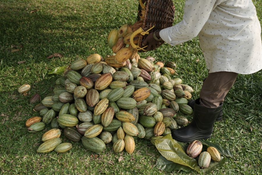 Harvesting and fermentation